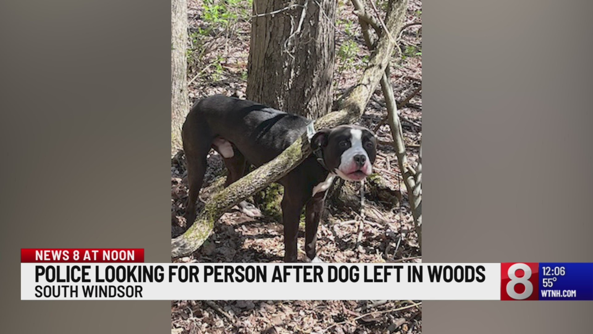 Police investigating after dog found tied to tree by collar in South ...