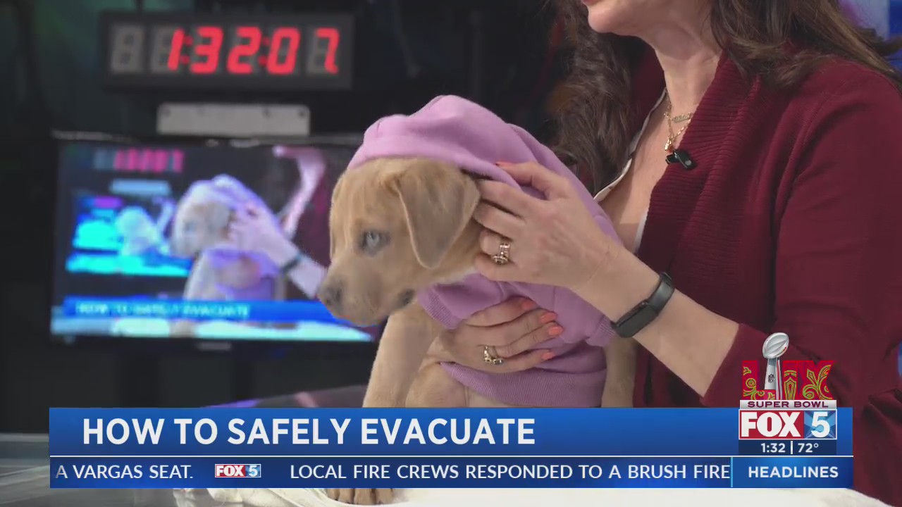 How to safely evacuate pets during wildfires – FOX 5 San Diego & KUSI News