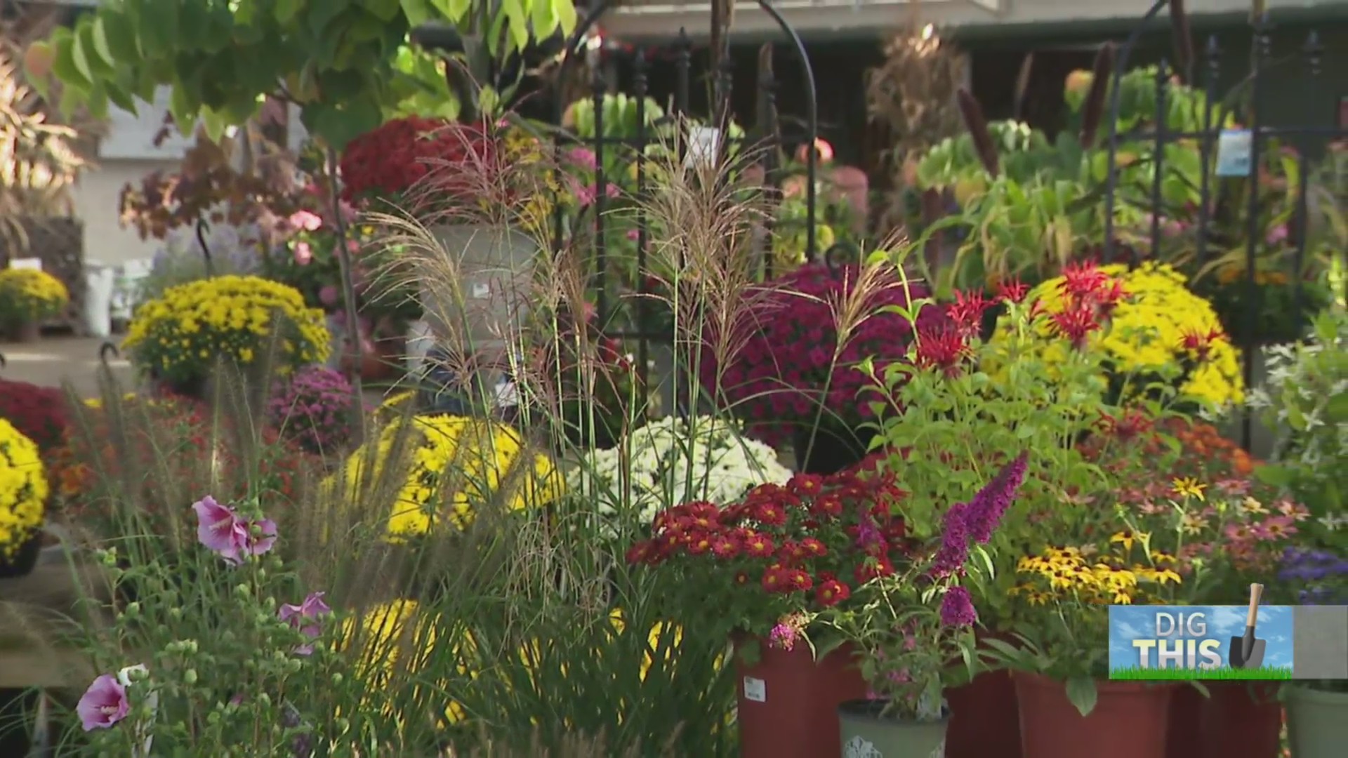 How to get plenty of color in your fall landscape – Fox 8 Cleveland WJW