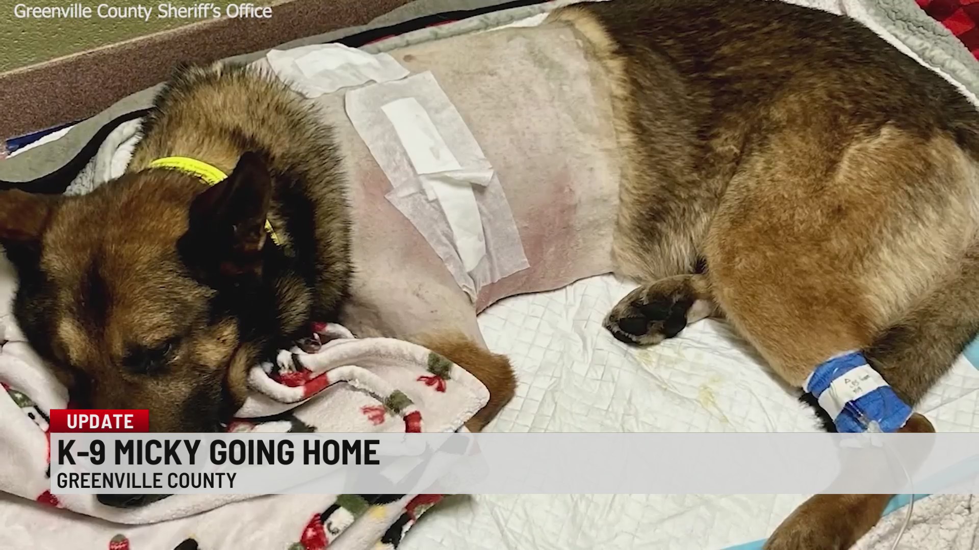 SLED identifies man shot by deputies in Greenville Co., stabbed K9 ...