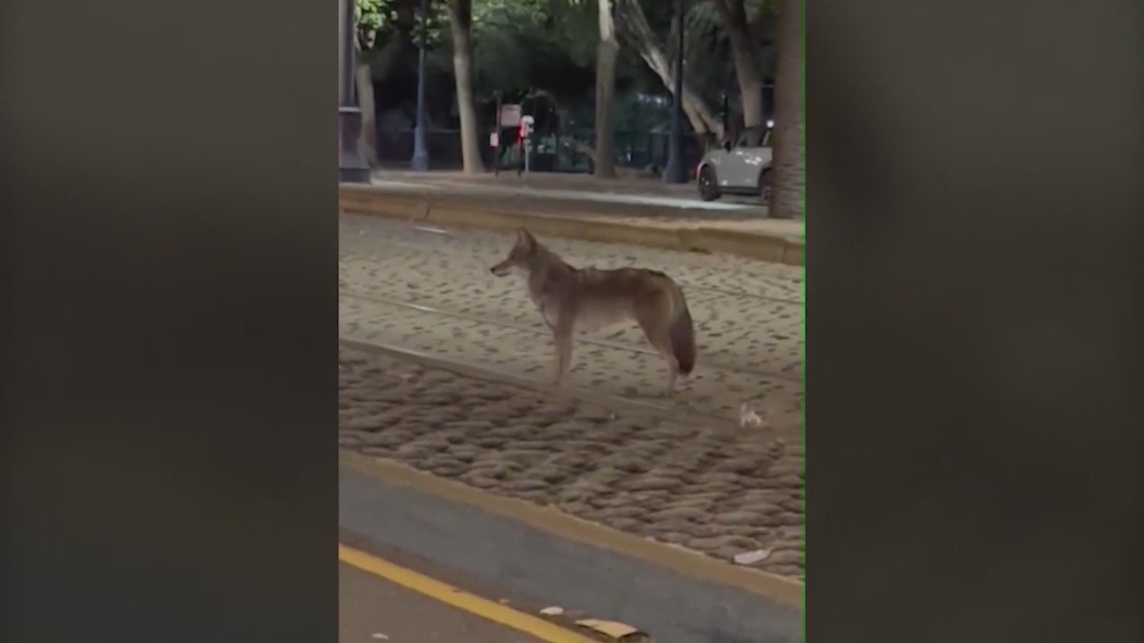 San Francisco dog owners in fear of coyote attacks KRON4