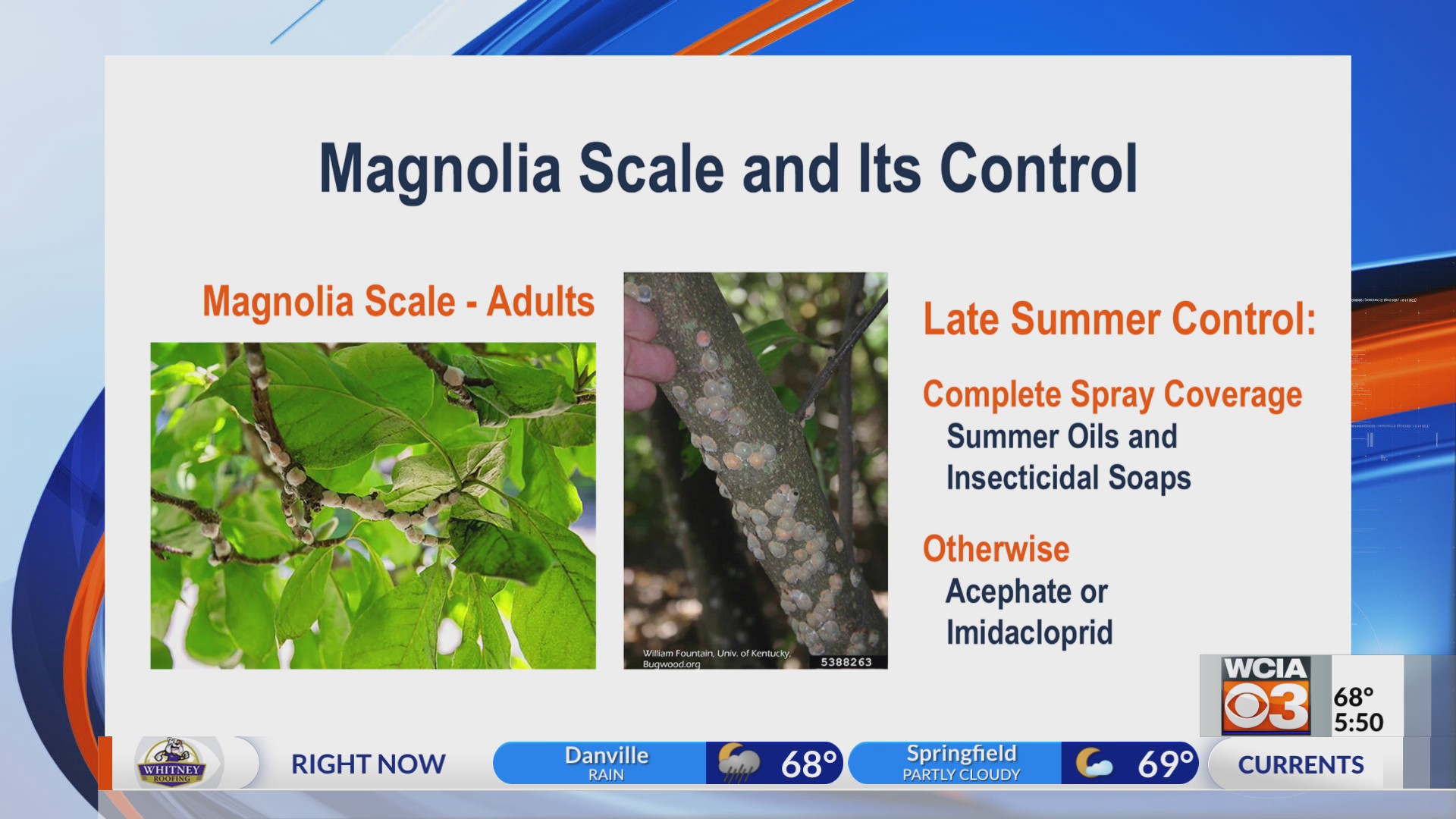 Controlling Magnolia Scale in Central Illinois