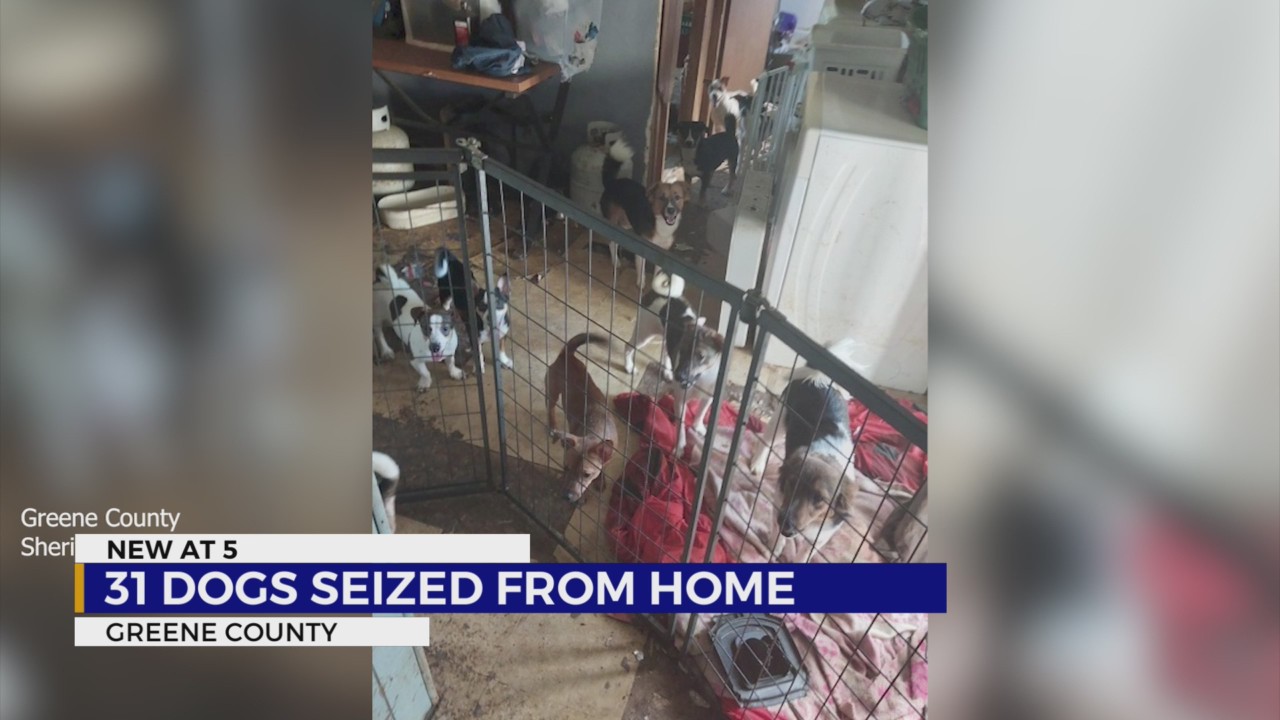 Sheriff’s Department: 31 dogs seized in Greene County animal cruelty ...