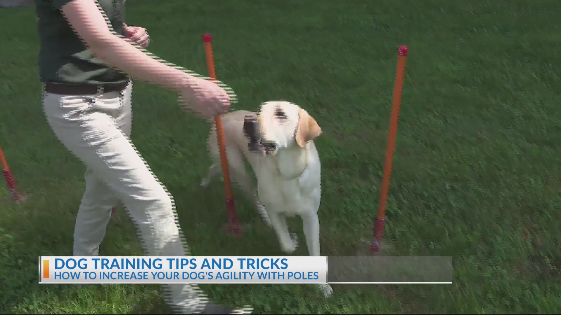 Dog training tips and tricks – NBC4 WCMH-TV
