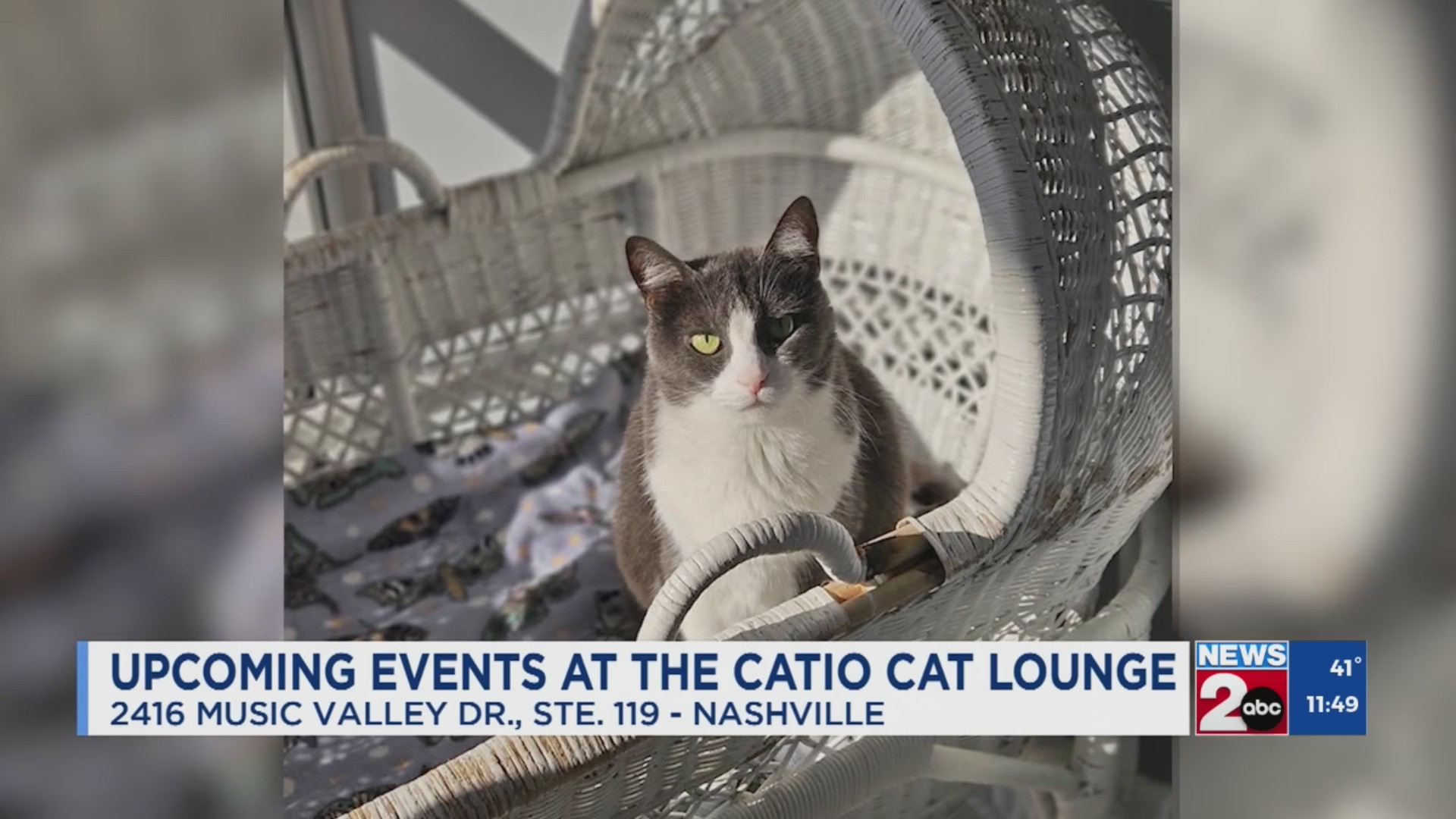 Newsmaker: Events at The Catio Cat Lounge – WKRN News 2