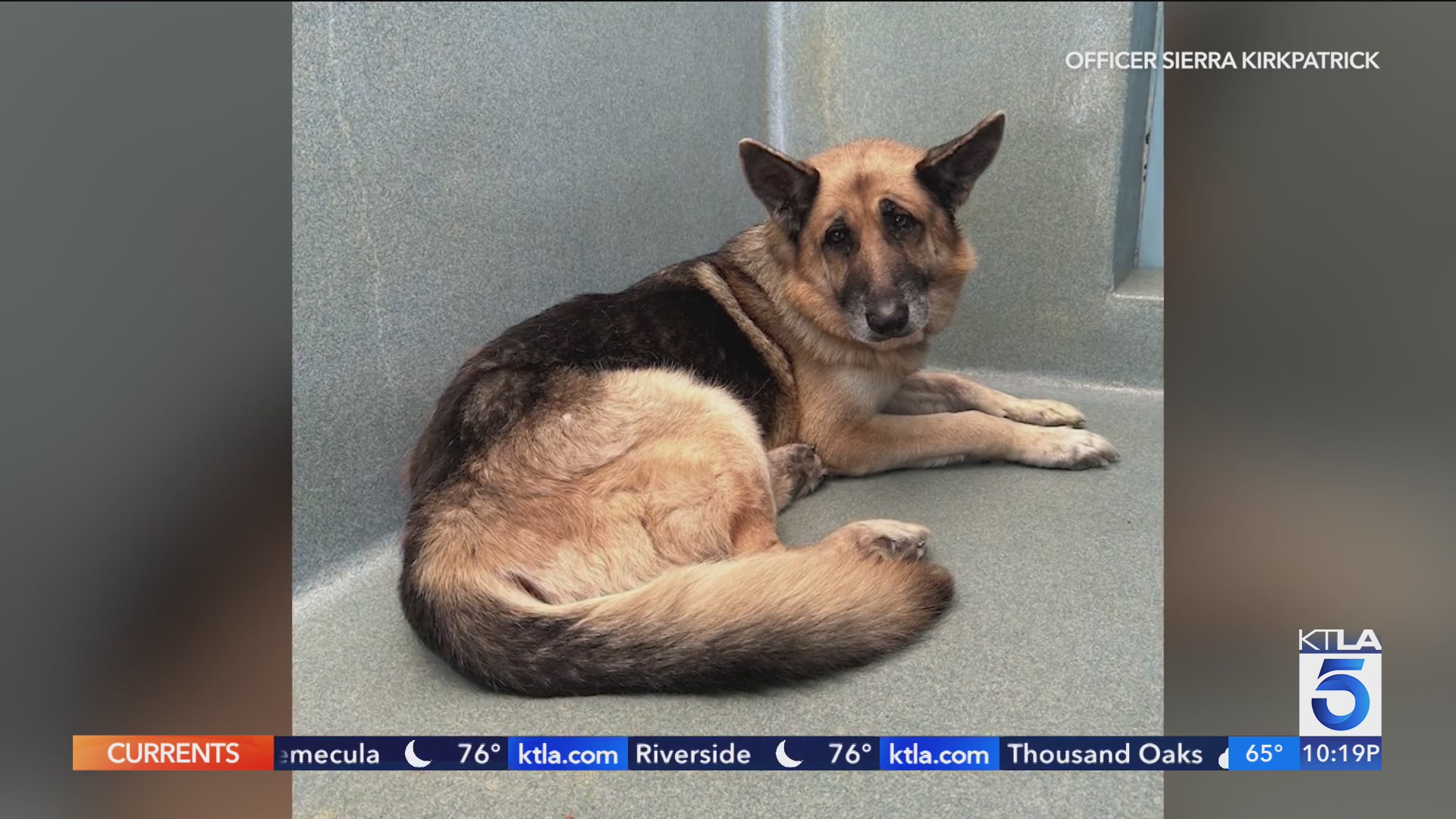 Dog found zip tied rescued in Malibu – KTLA