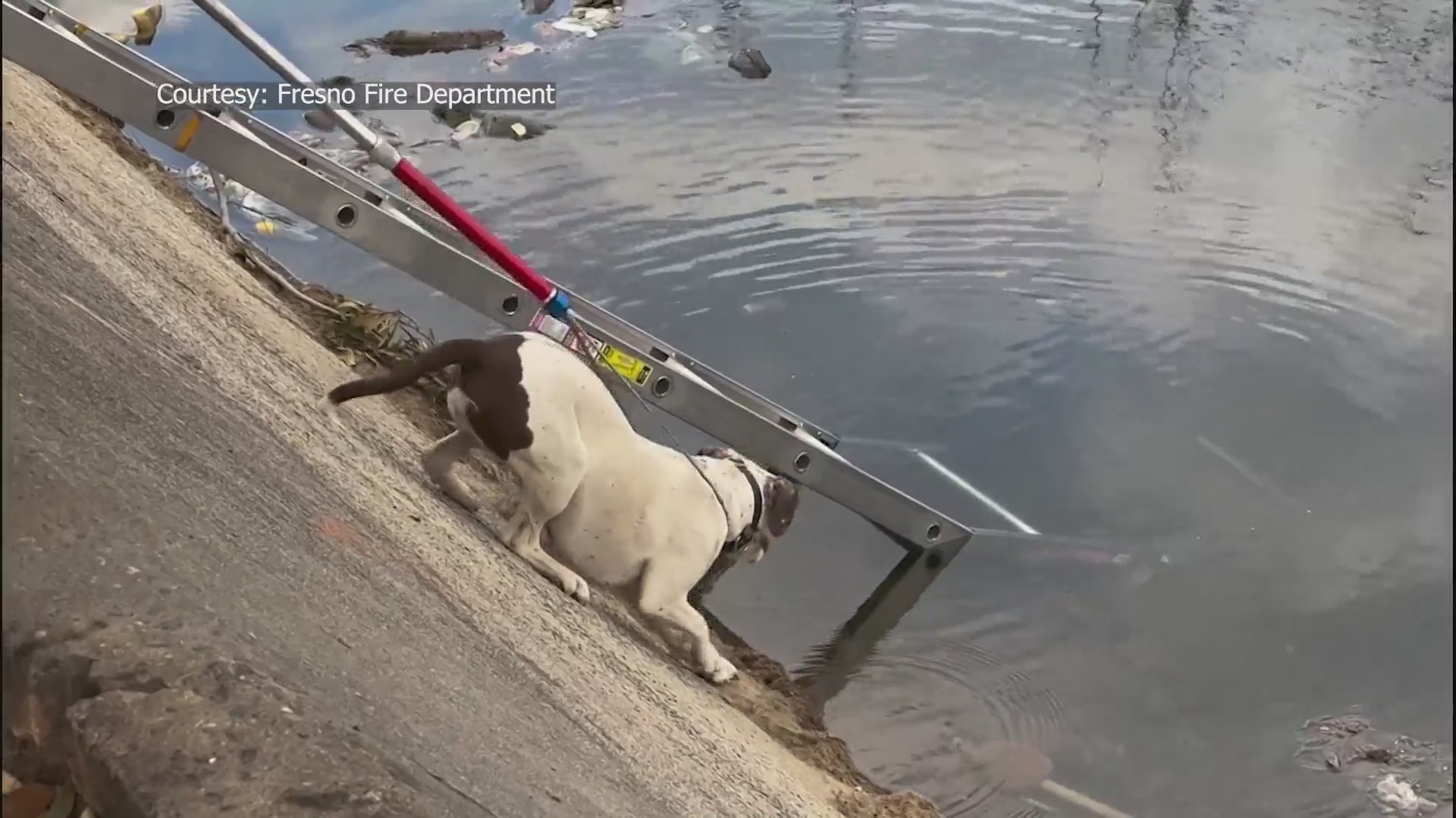 Fresno Fire rescues dog stuck in canal – CBS47 and KSEE24 | News from ...