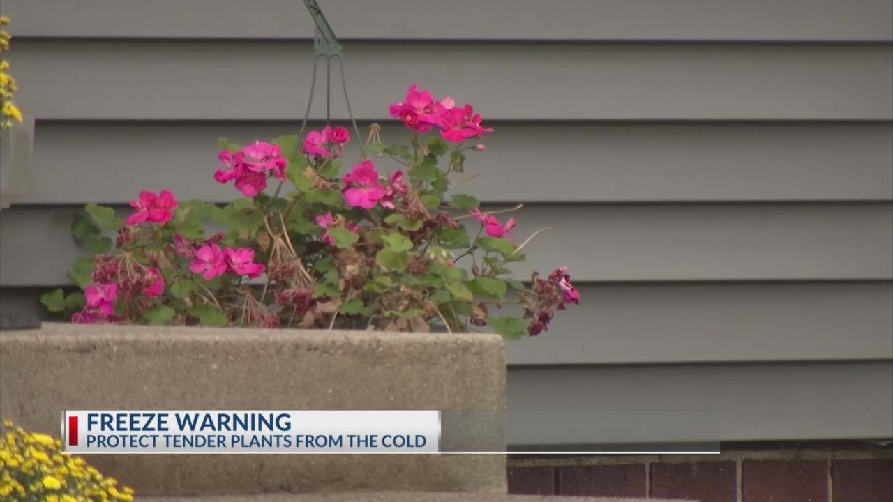 Protecting your plants from season’s first freeze – NBC4 WCMH-TV