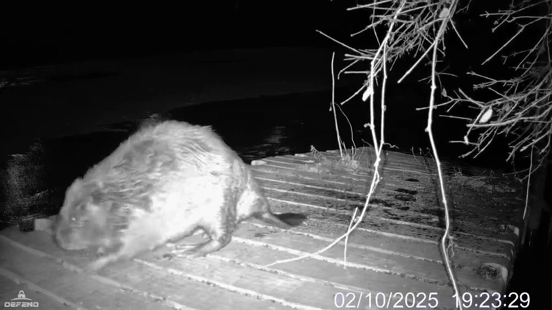 Friday Favorite: Naming Chicago River beaver – WGN-TV