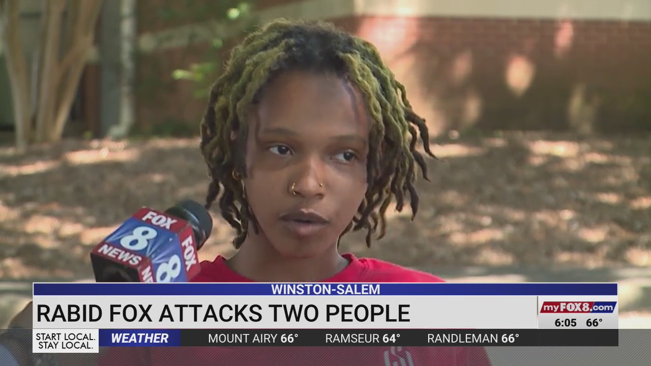 Rabid fox attacks 2 in Winston-Salem near Old Salem, Forsyth County ...