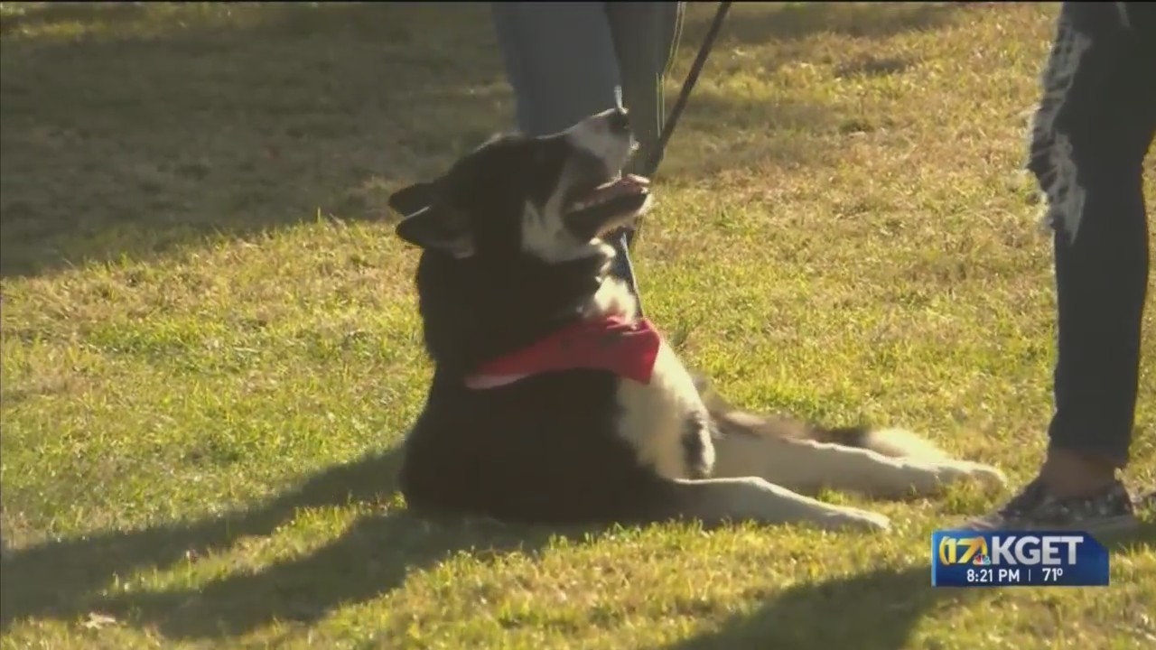 Mega Adoption Event takes place at the Park at River Walk – KGET 17 News