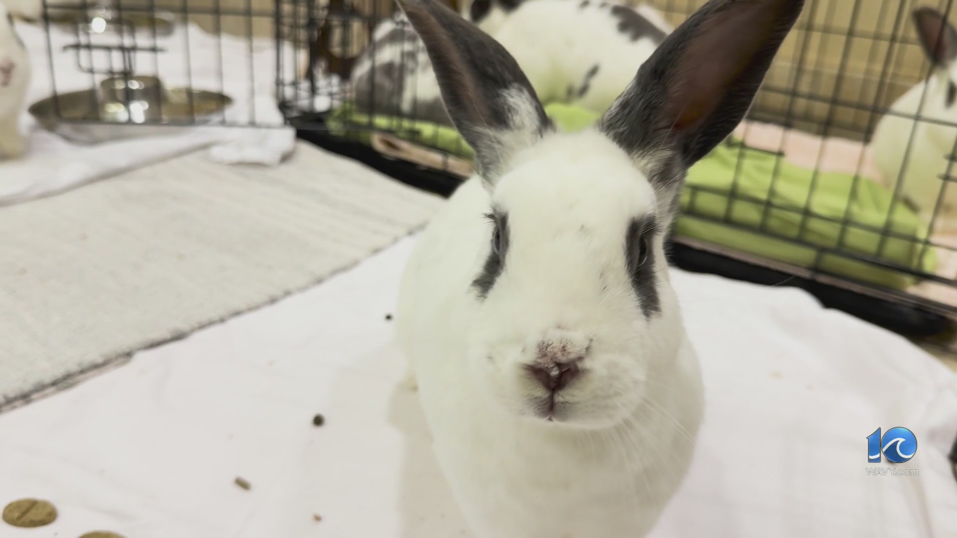 Buying a rabbit for Easter? Shelter says think twice – WAVY.com