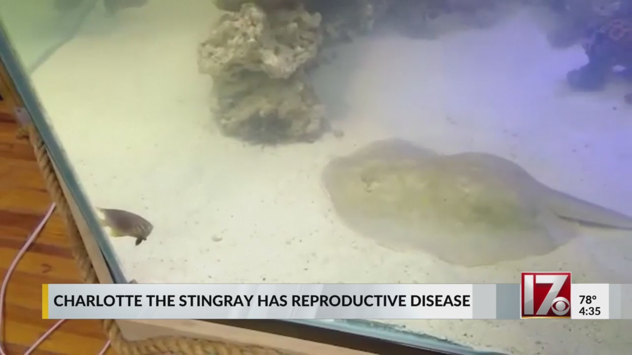 Charlotte the Stingray has reproductive disease(00)