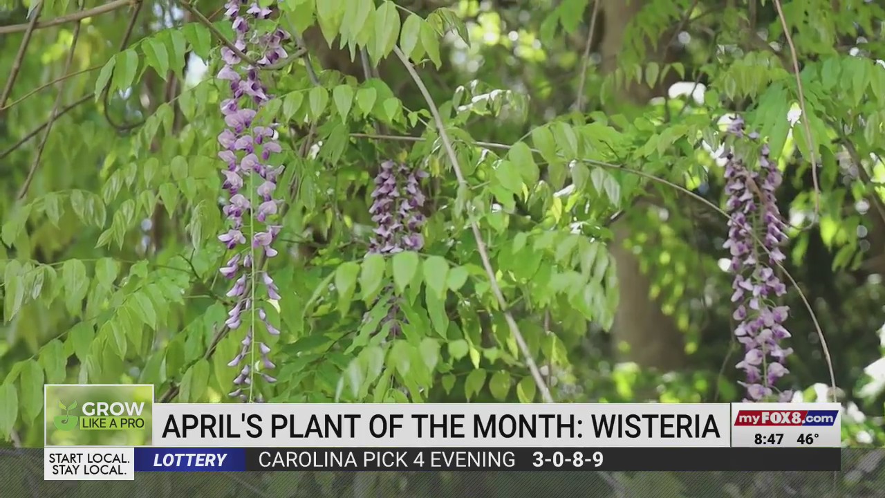 April’s plant of the month is Wisteria! – FOX8 WGHP