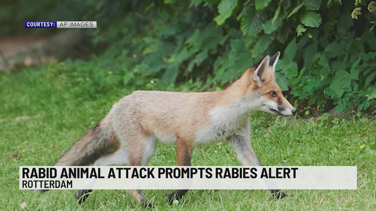 rabid-fox-attack-at-long-pond-village-apartments-news10-abc