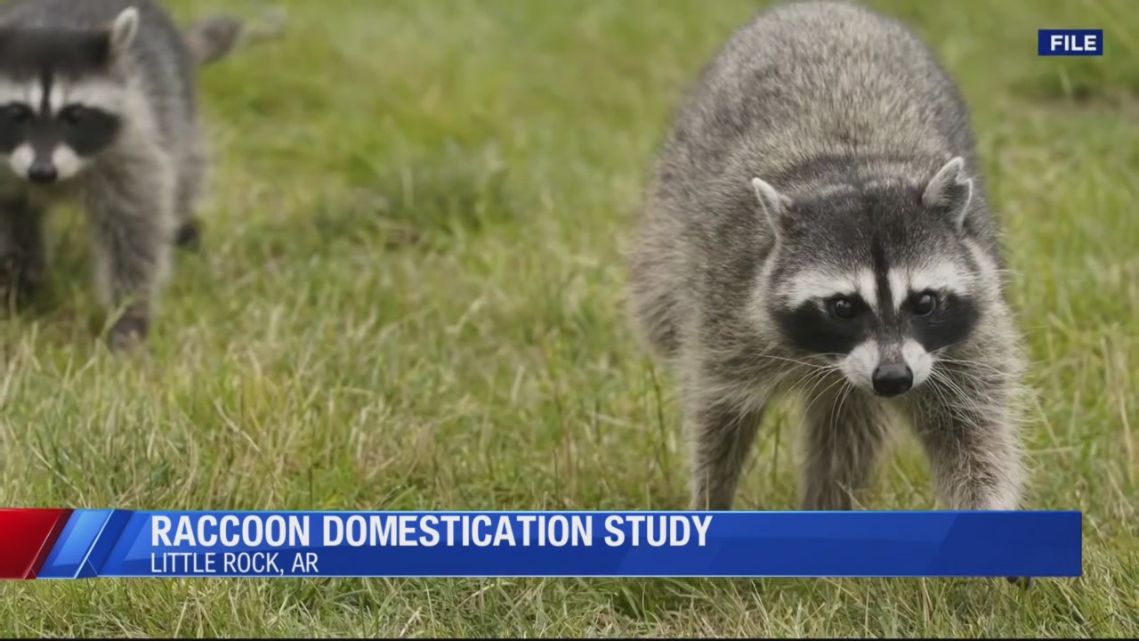 Racoons showing signs of domestication – KOLR – OzarksFirst.com