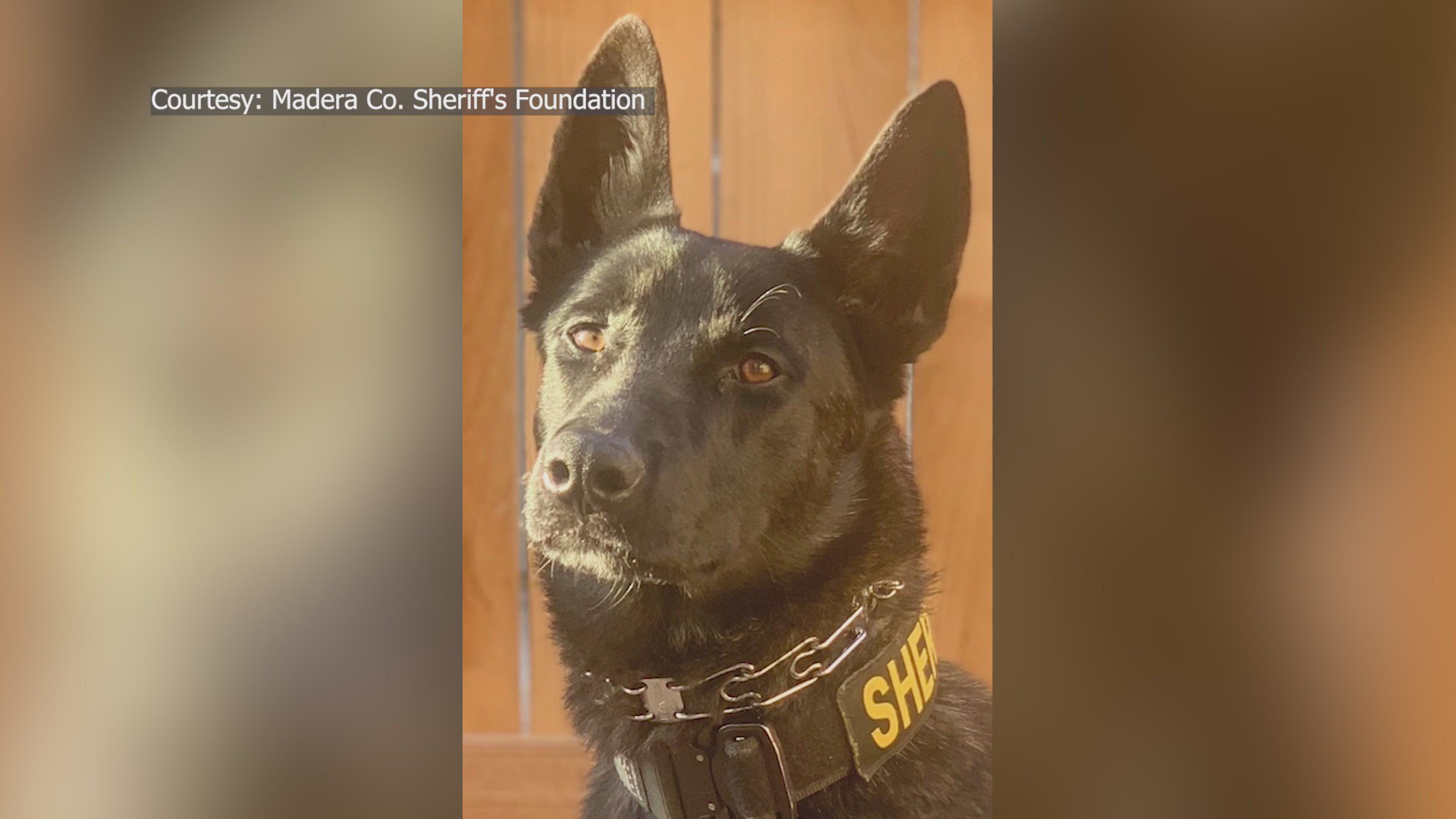 K-9 shot after man rams into several vehicles in Oakhurst, deputies say ...
