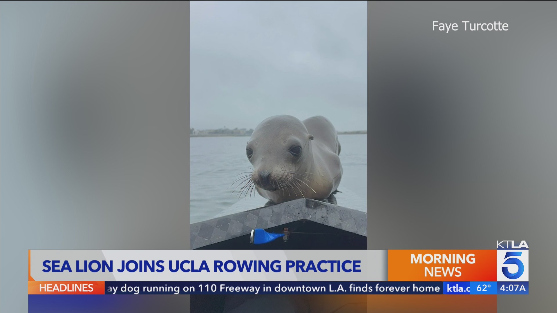 UCLA rowing team gets visit from sea lion – KTLA