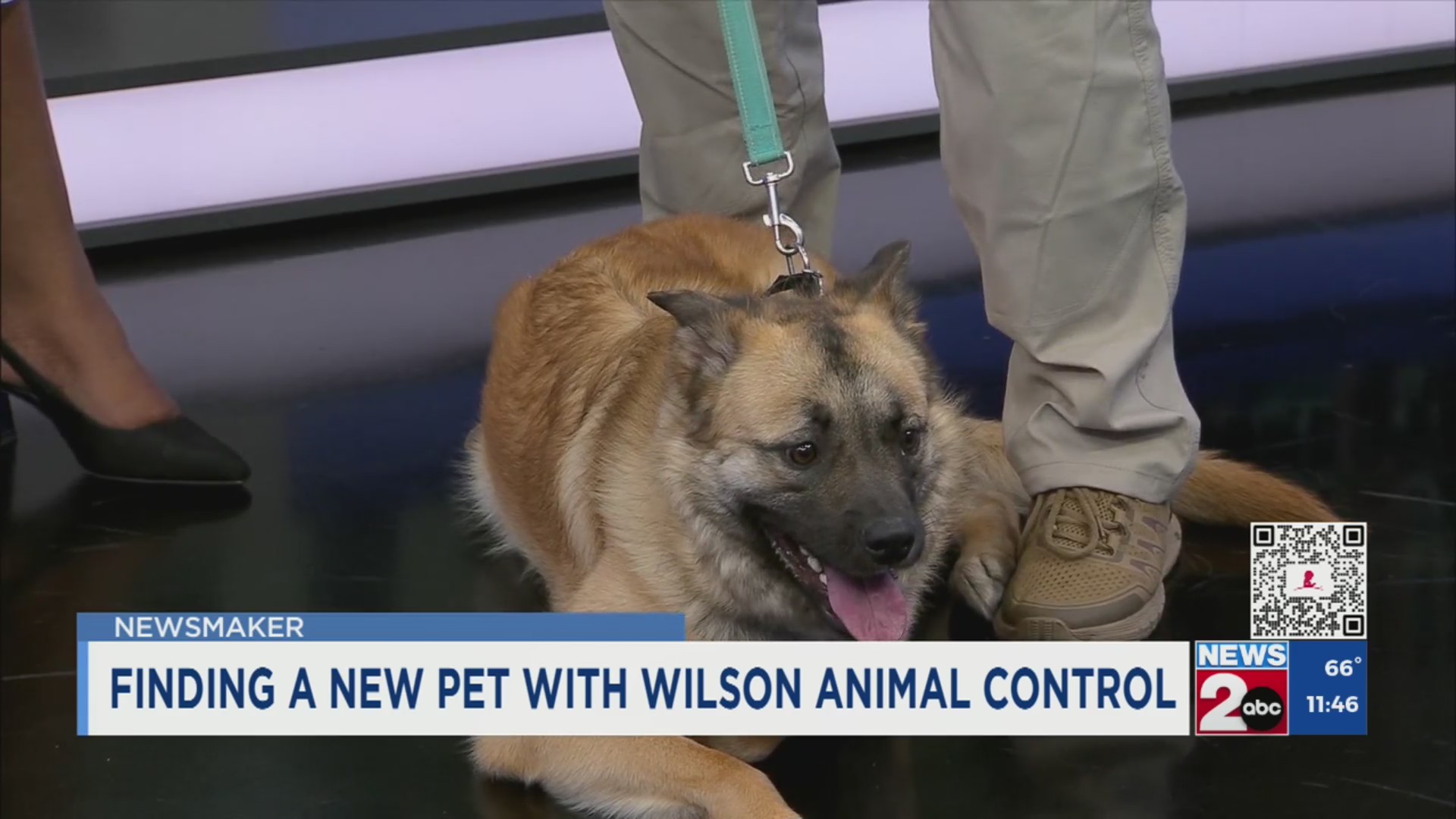 Newsmaker: Finding a new pet with Wilson Animal Control – WKRN News 2