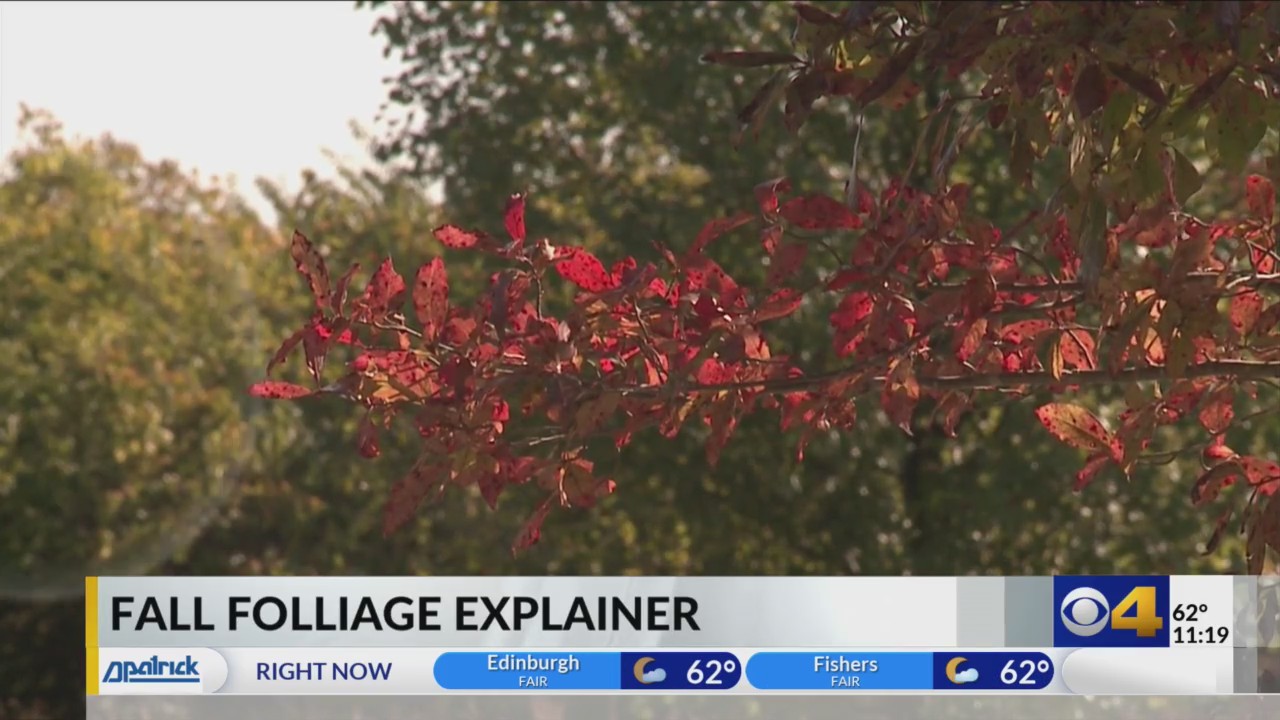 Fall Foliage Explainer – Fox 59