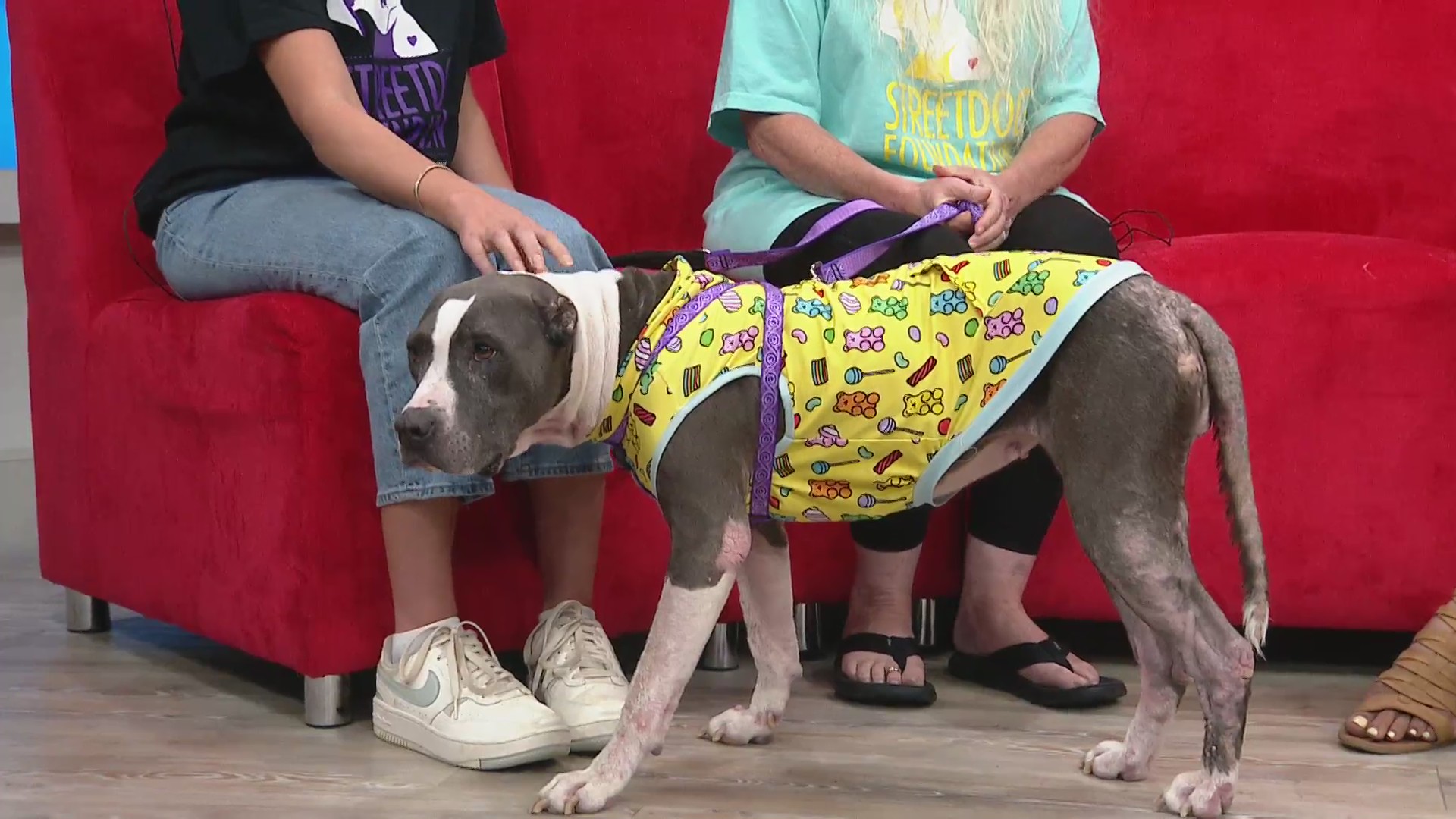 Loyal dog stays with deceased owner two weeks, now in need of a home ...