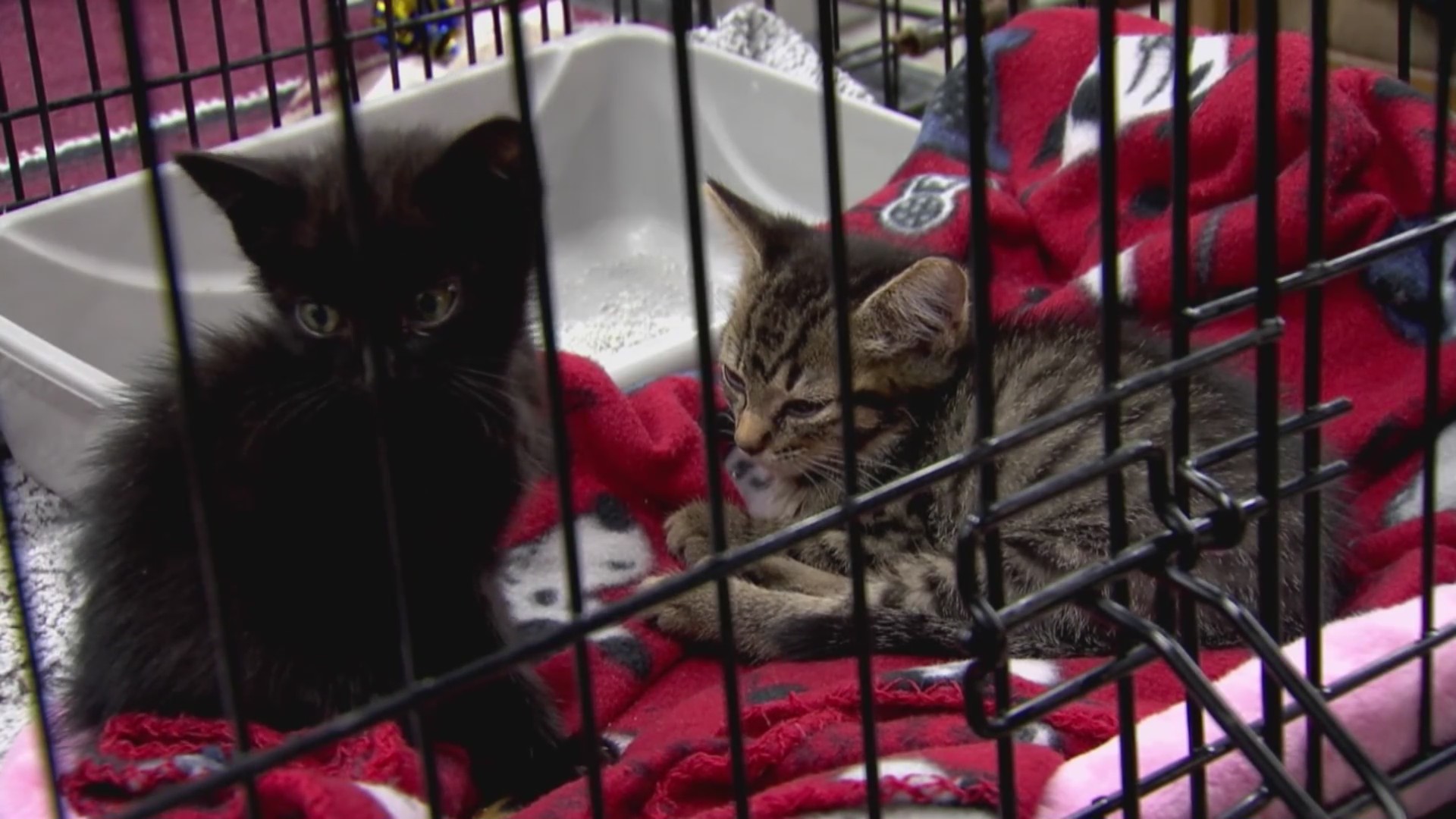 Newsmaker: True Rescue housing 400 cats – WKRN News 2