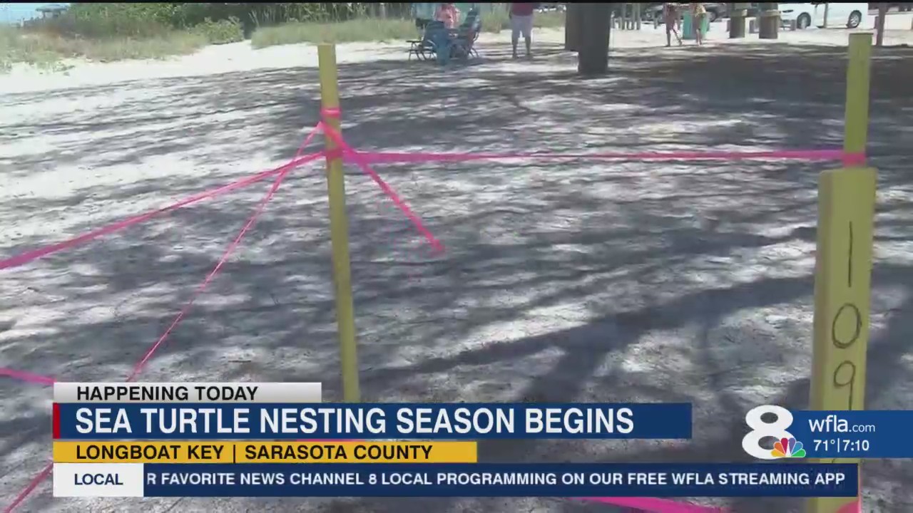 Sea turtle nesting season begins with multiple new nests – WFLA