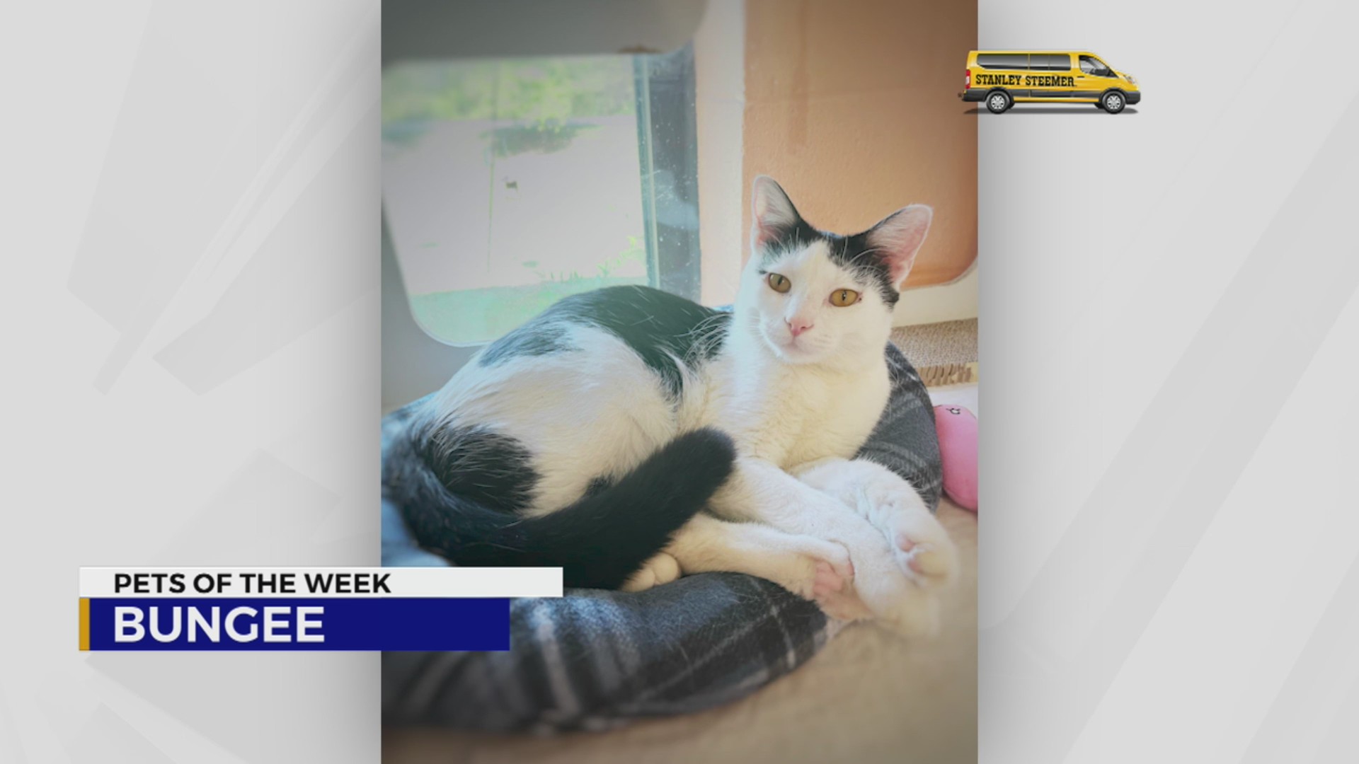 Pets of the Week for September 10, 2024 – WKRN News 2