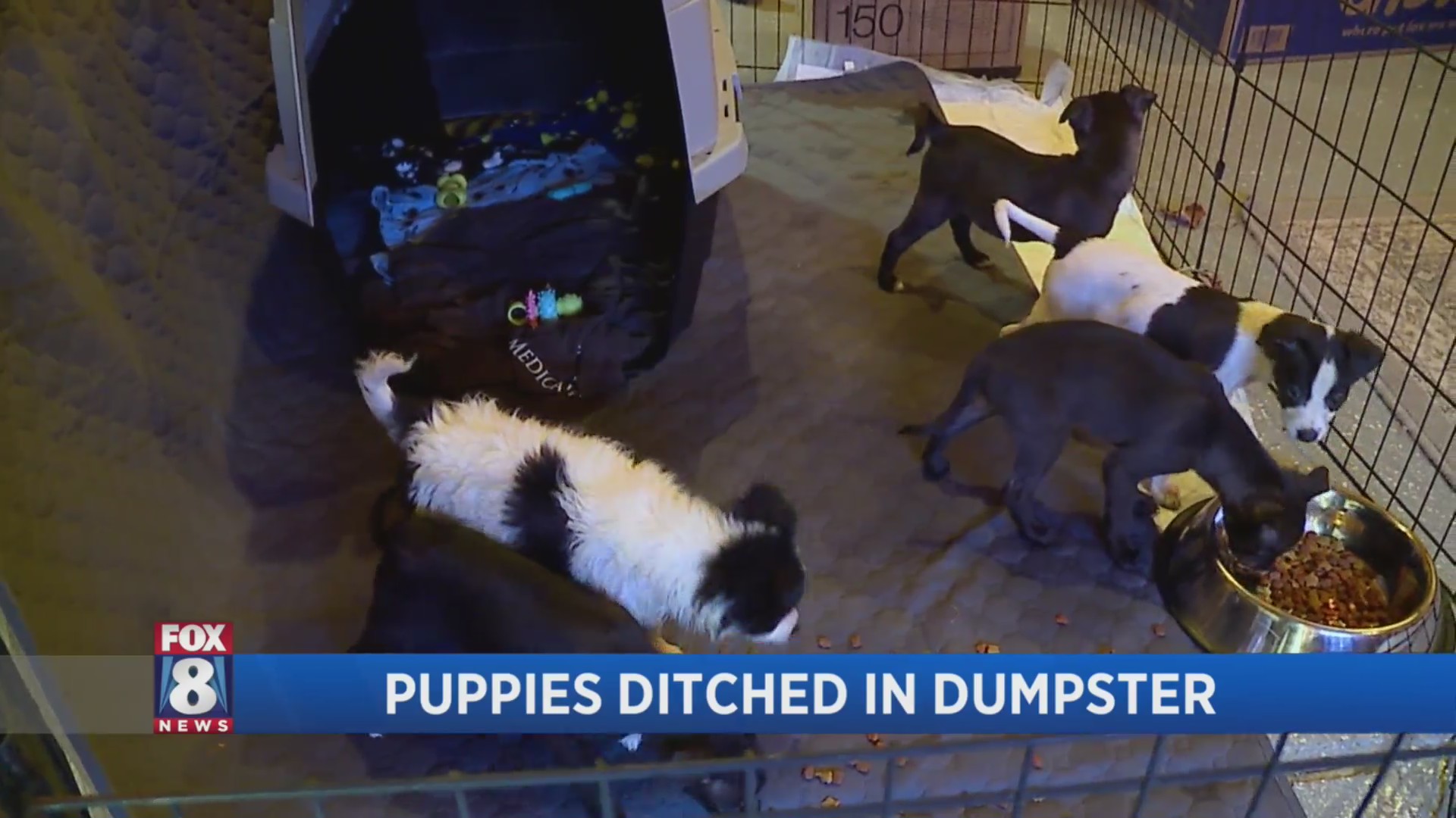 5 puppies abandoned in dumpster: Willoughby police – Fox 8 Cleveland WJW