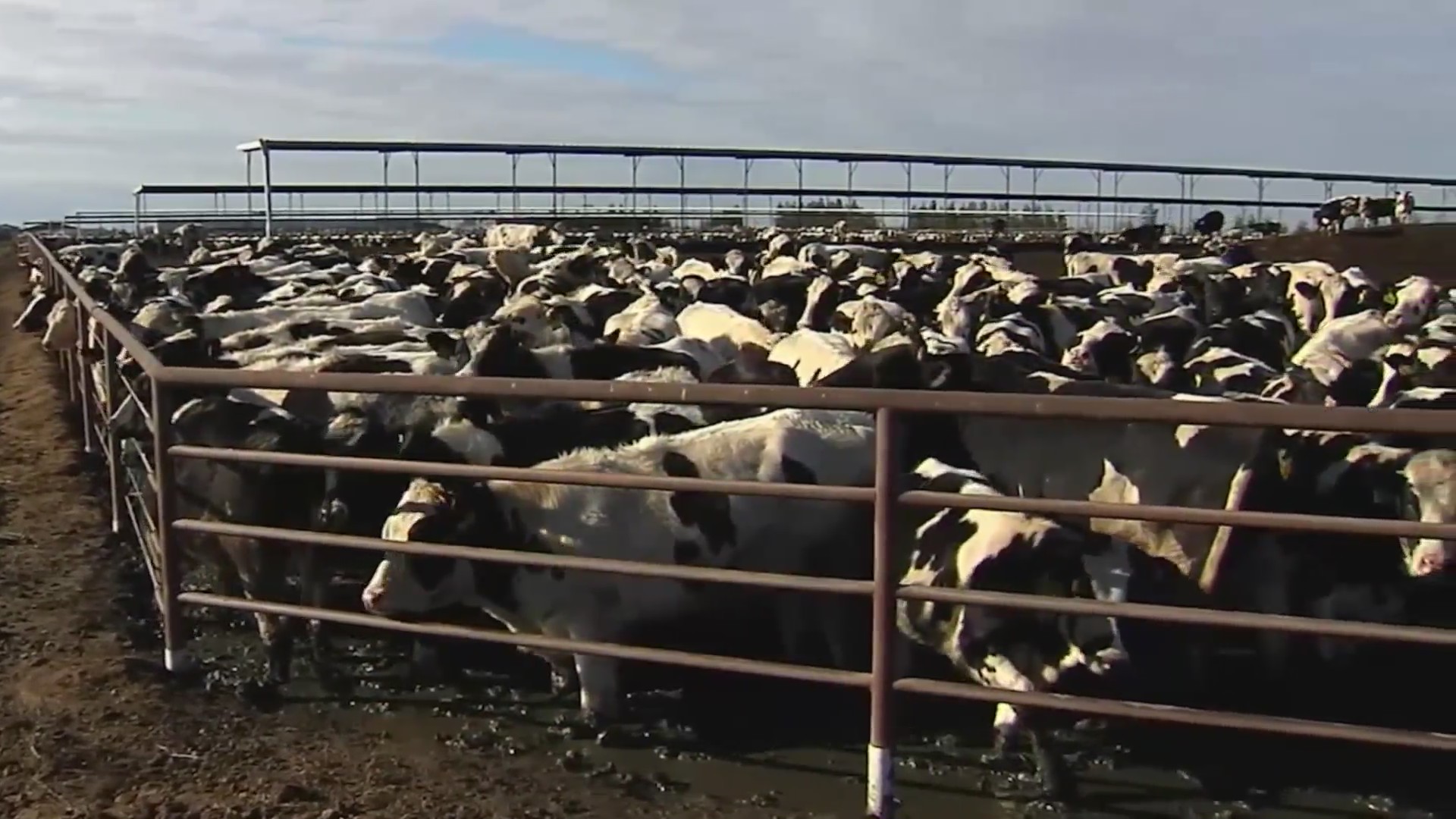 Colorado’s bird flu outbreak ranks at top of US – FOX31 Denver