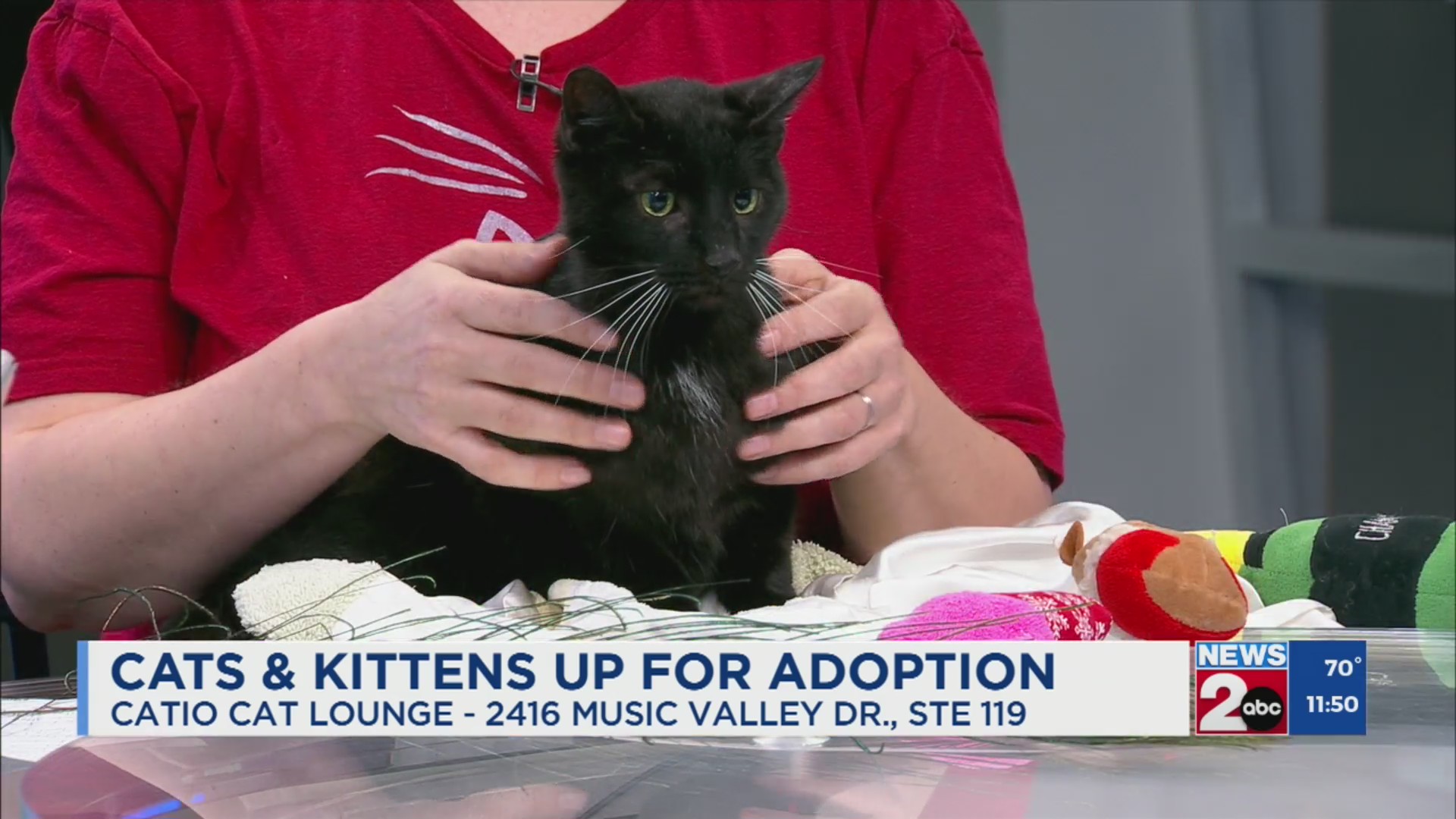 Newsmaker: Catio cat lounge – WKRN News 2