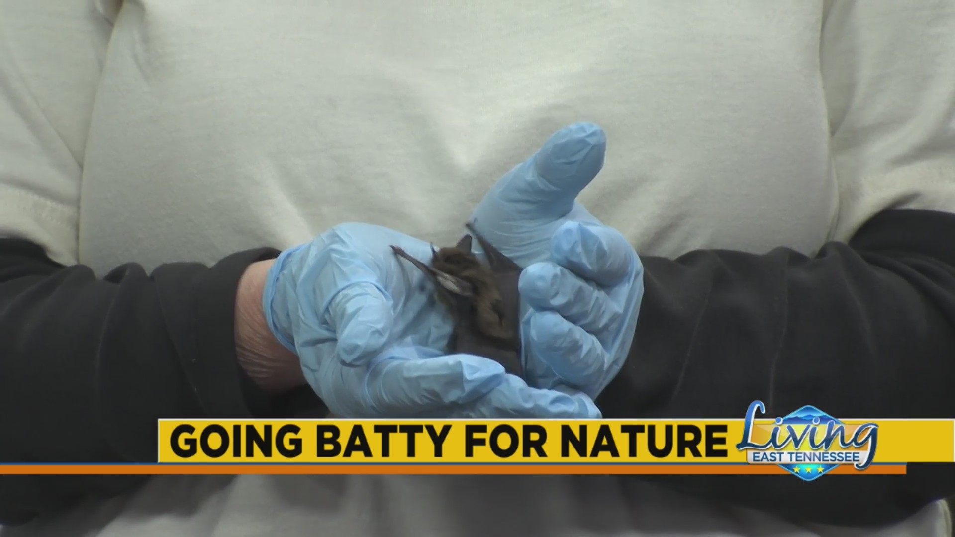 Going Batty with UT Arboretum – WATE 6 On Your Side