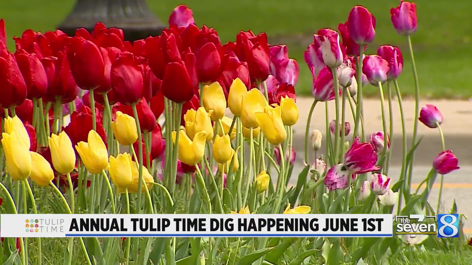 Annual Tulip Time dig happening June 1 – WOODTV.com