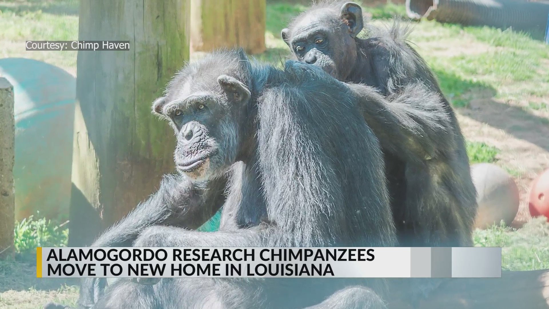 Remaining Alamogordo research chimpanzees move to new home in Louisiana ...