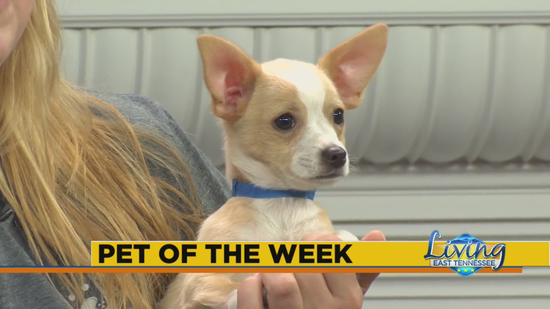 Pilaf, Demi Moore's Micro Chihuahua, Was Born to Be a Megawatt Star | Vogue, image size:1920x1080