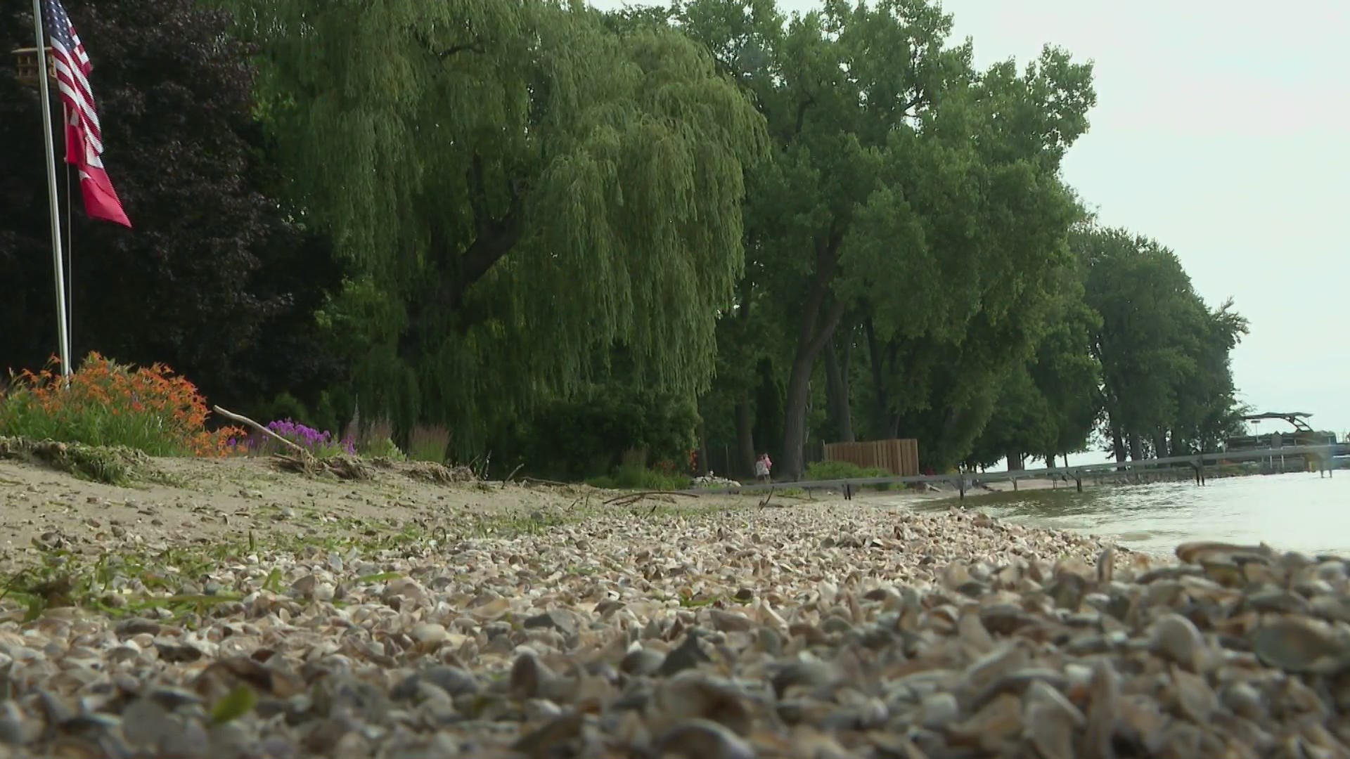 Zebra mussels in lakes across Wisconsin threaten local ecosystems with ...