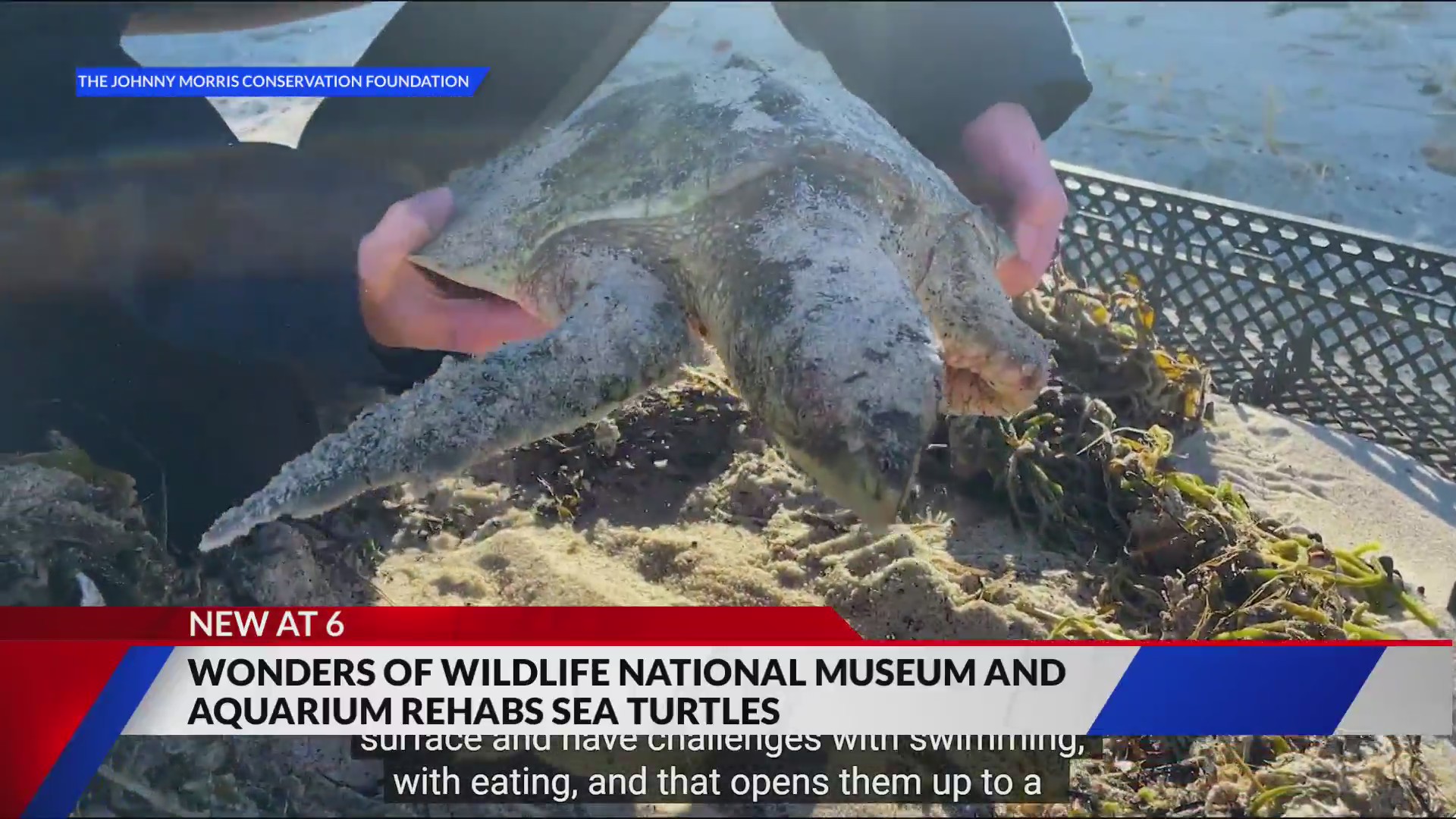 Wonders of Wildlife welcomes critically ill sea turtles for life-saving ...