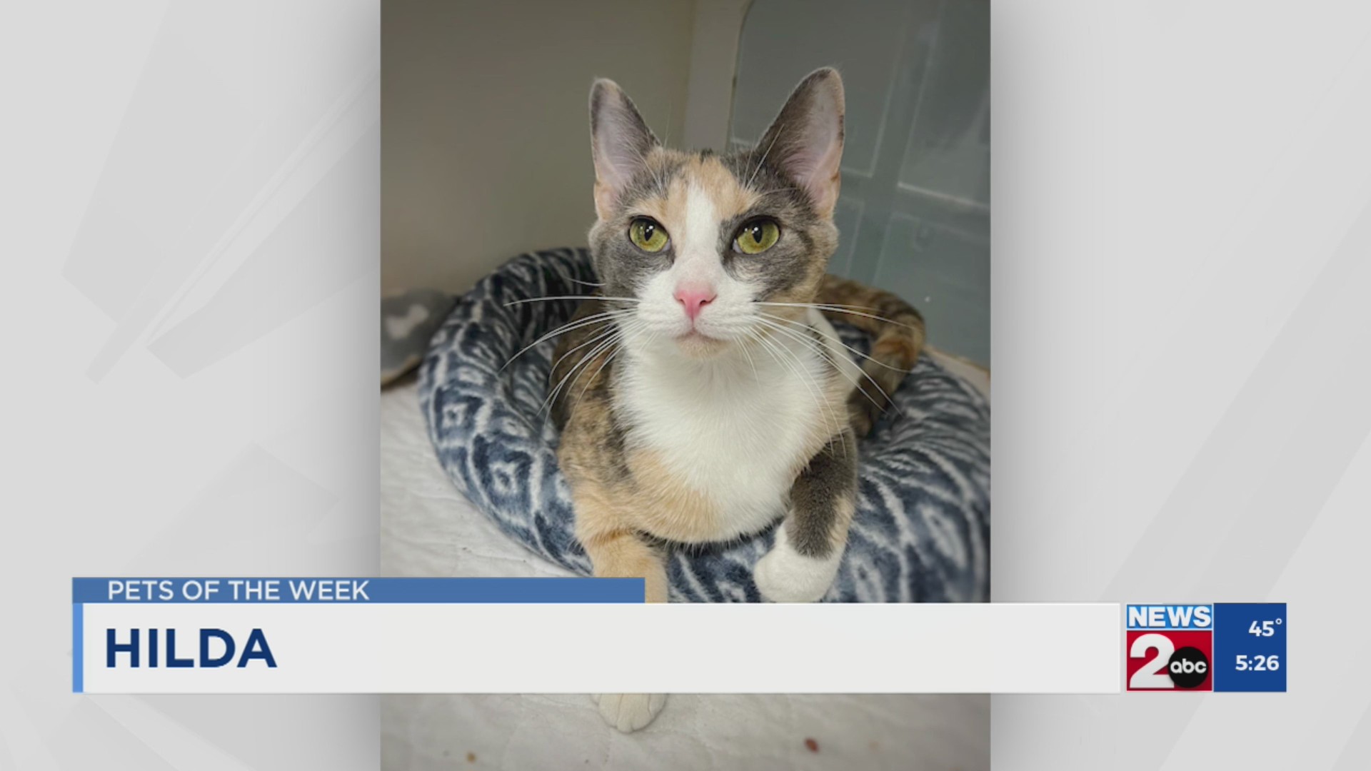 Pets of the Week for Nov. 26, 2024 – WKRN News 2