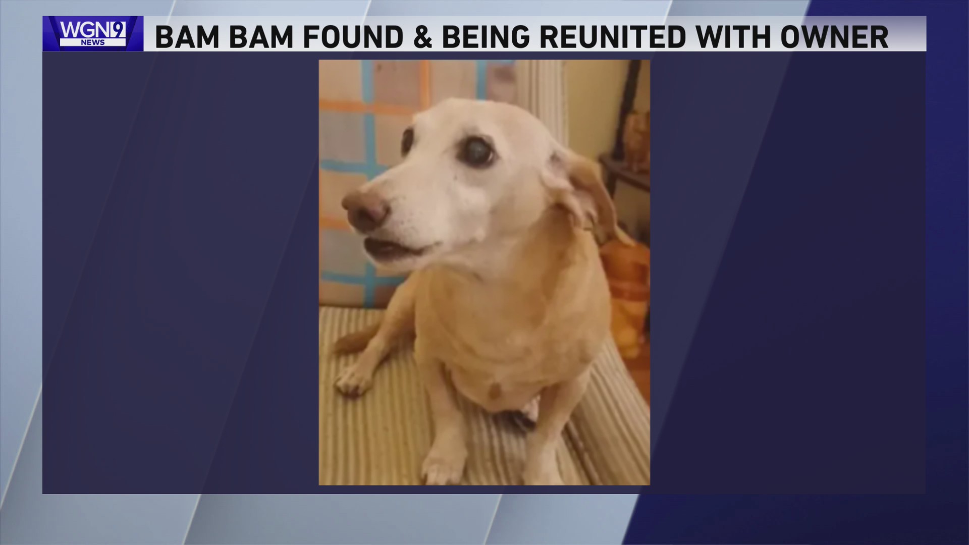 Legally blind Chicago man to be reunited with stolen support dog after ...