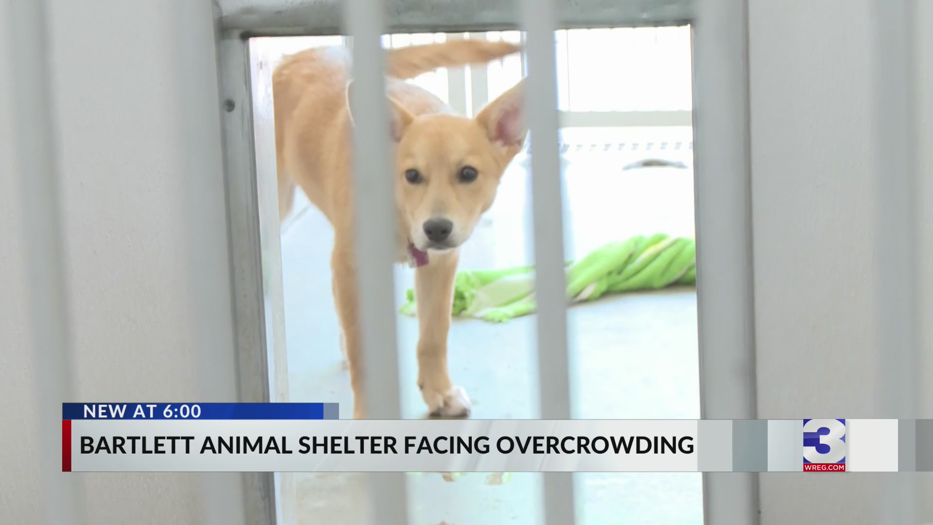 Overcrowding creates problems at Bartlett Animal Shelter – WREG.com