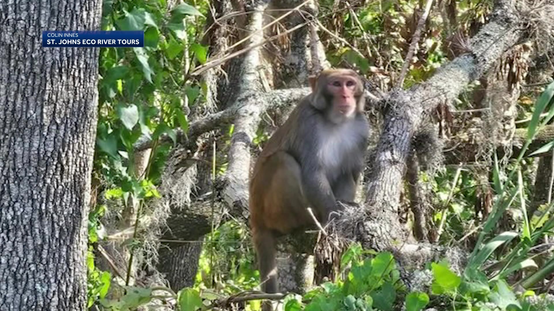 ‘Definitely a big creature’ Wild monkey spotted swinging around in