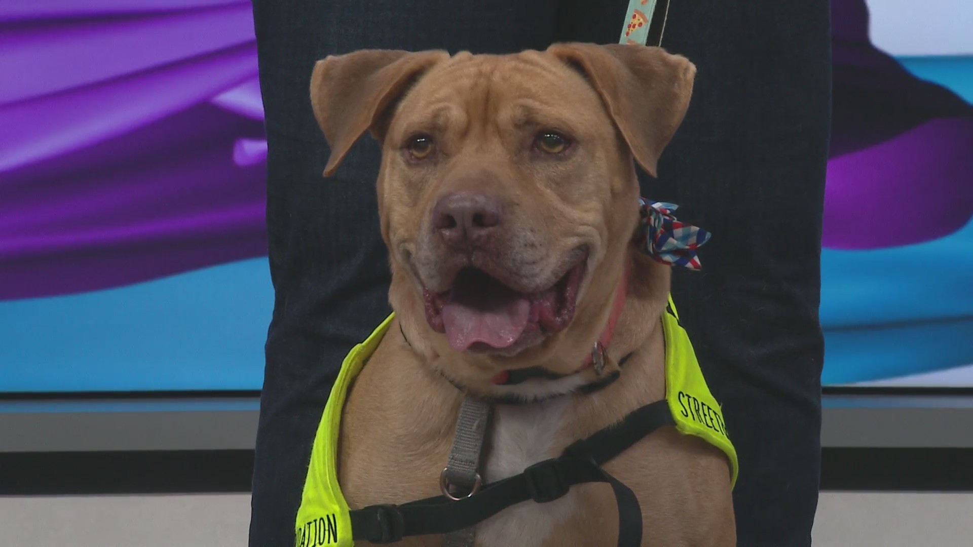 Hear the moving rescue story of our Pet of the Week, Botts! – WREG.com