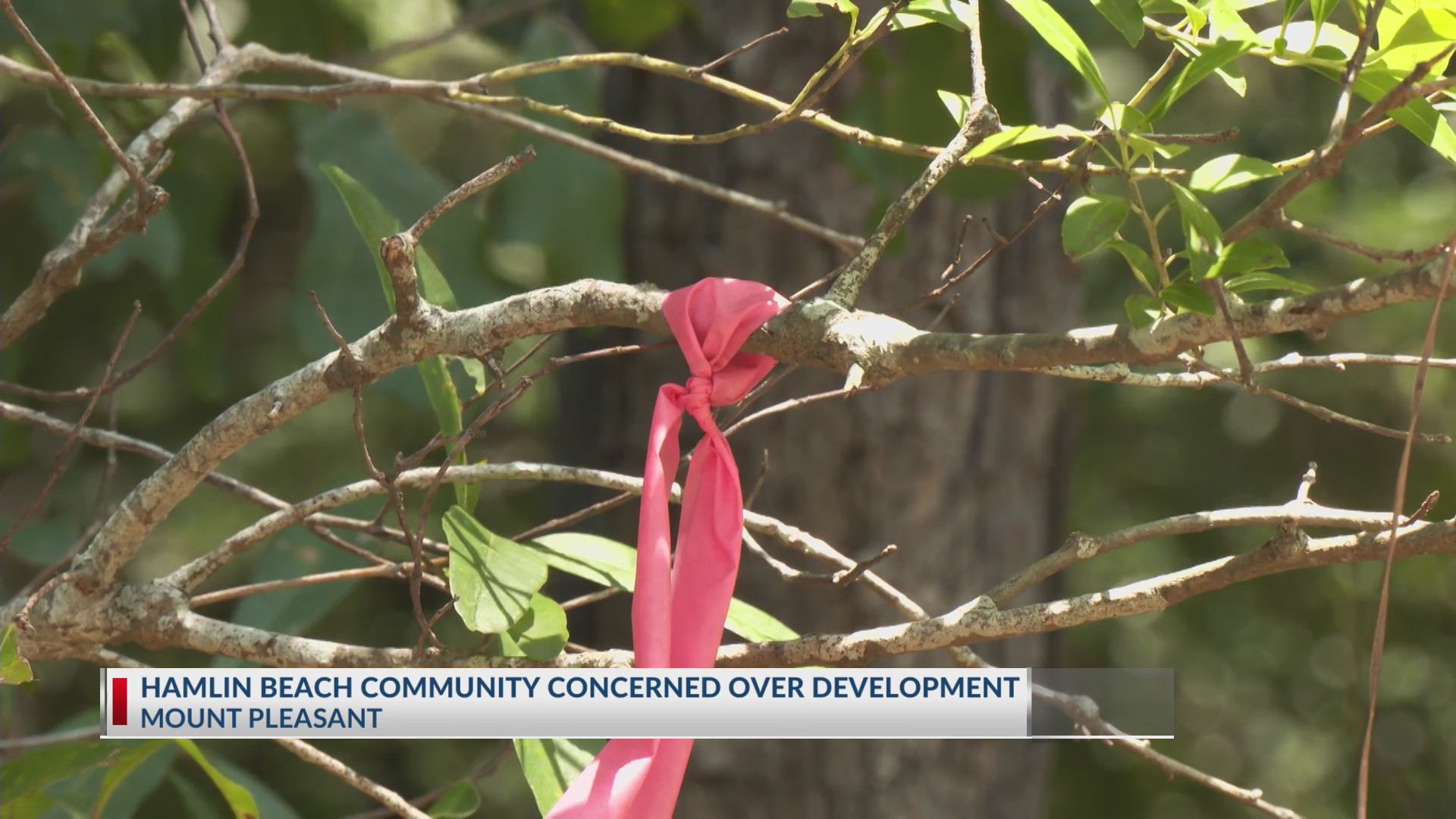 Gullah Geechee community working to protect historic land from ...