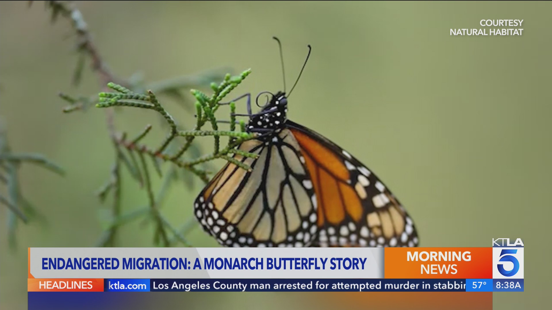 Butterfly Pavilion opens at the Natural History Museum of Los Angeles ...