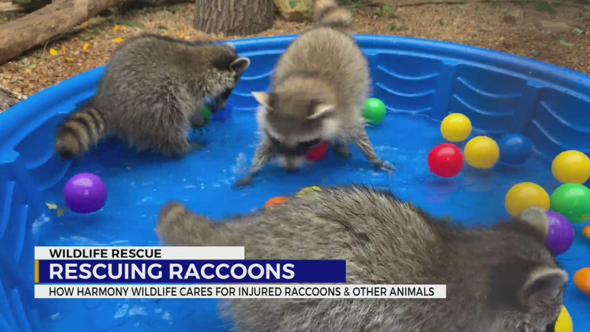 Rocket Rescuing Racoons Wildlife Rescue: rescuing raccoons – WKRN News 2