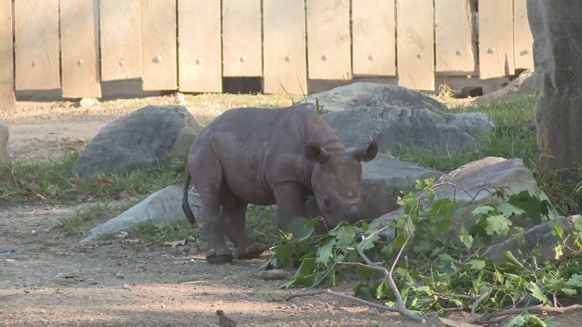 Baby rhino debut – Fox 8 Cleveland WJW