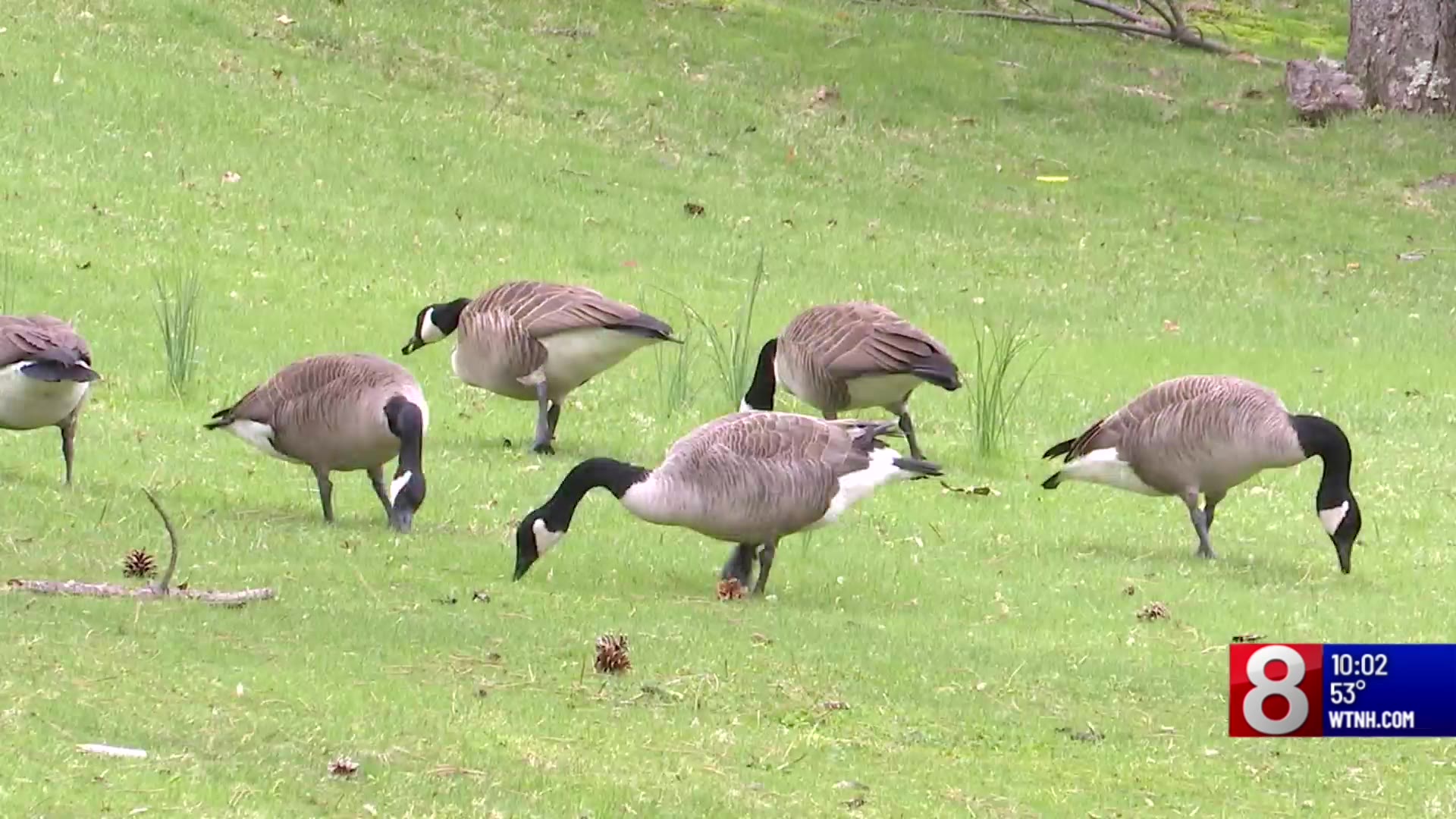 Bristol fundraiser raises money for non-lethal methods to control geese ...