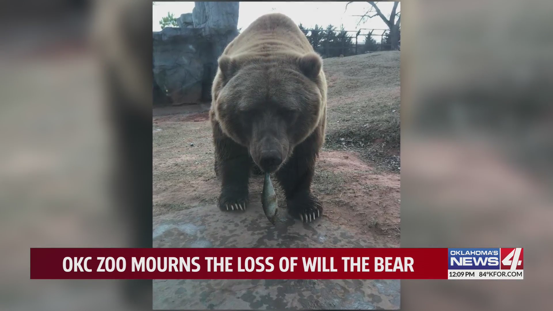 OKC Zoo announces death of American grizzly bear – KFOR.com Oklahoma City