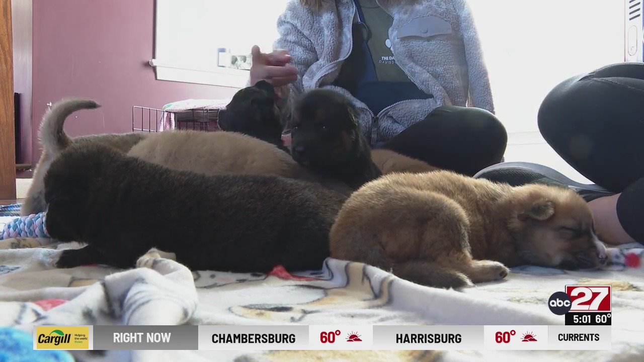 Puppies abandoned outside Cumberland County police station find foster ...