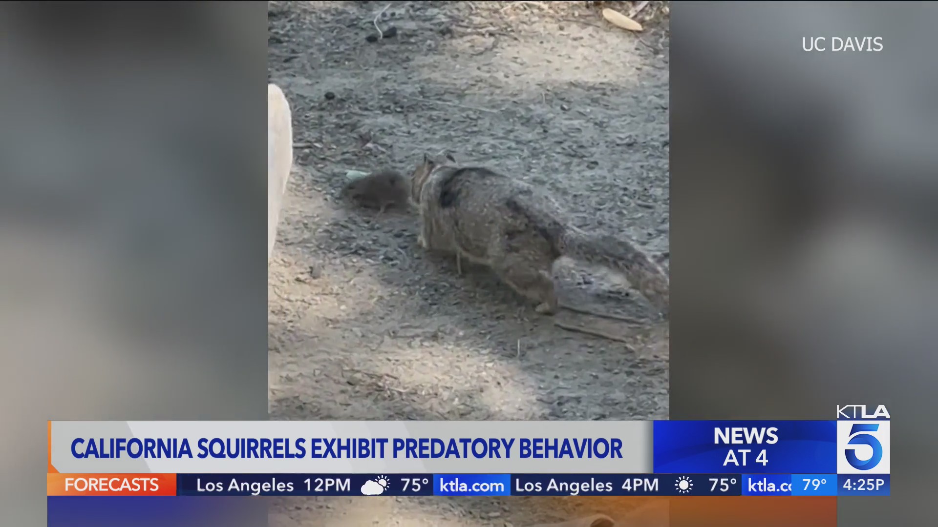 New Research Uncovers Predatory Behavior In California Ground Squirrels